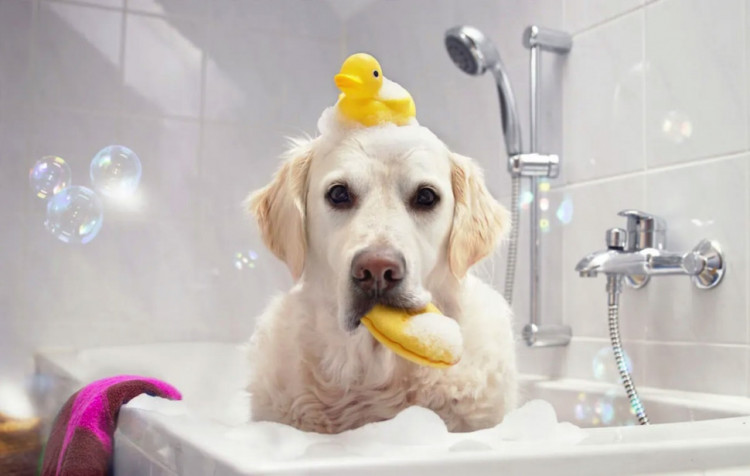 Dctr.Go Шампунь-бальзам для животных Sнampoo Therapy "Мультиуход" 1000 ml в Иваново